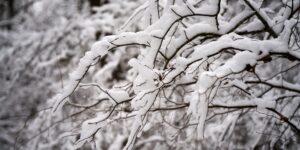 winter tree removal