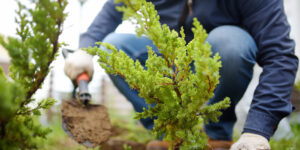 fall planting